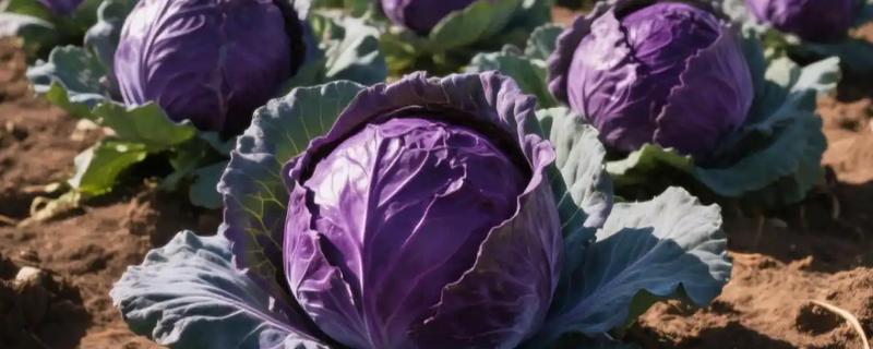 紫色包菜的学名，叫做紫甘蓝