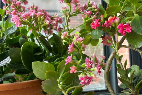 让长寿花开放的方法，每天提供4-9小时的阳光