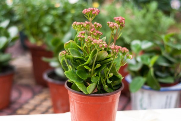 让长寿花开放的方法，每天提供4-9小时的阳光