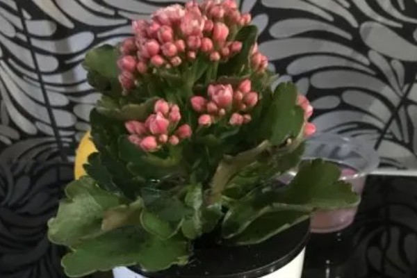 让长寿花开放的方法，每天提供4-9小时的阳光