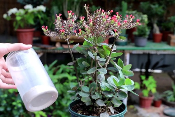 让长寿花开放的方法，每天提供4-9小时的阳光