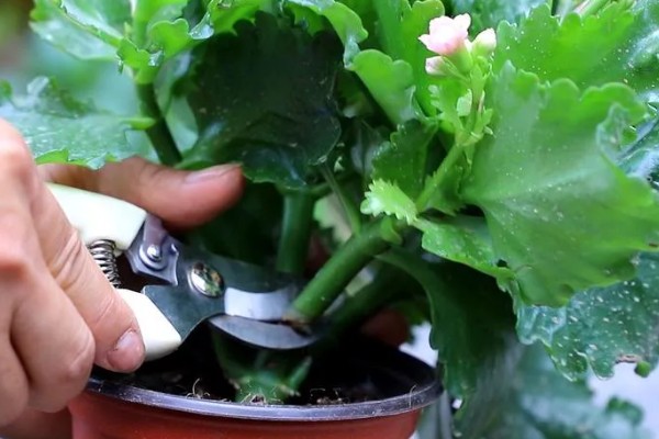 让长寿花开放的方法，每天提供4-9小时的阳光