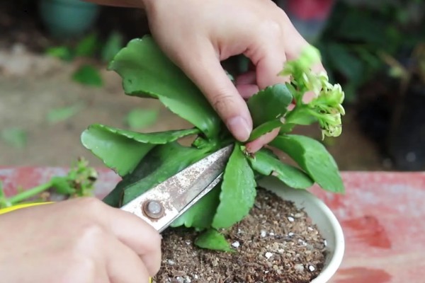 让长寿花开放的方法，每天提供4-9小时的阳光