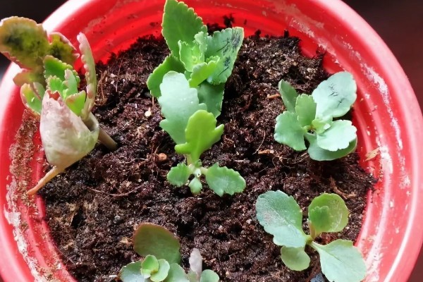 让长寿花开放的方法，每天提供4-9小时的阳光