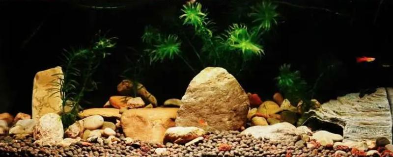 生态鱼缸多久换水一次,至少要两个星期换一次