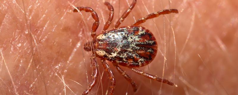 虱子的种类，有体虱、头虱和阴虱