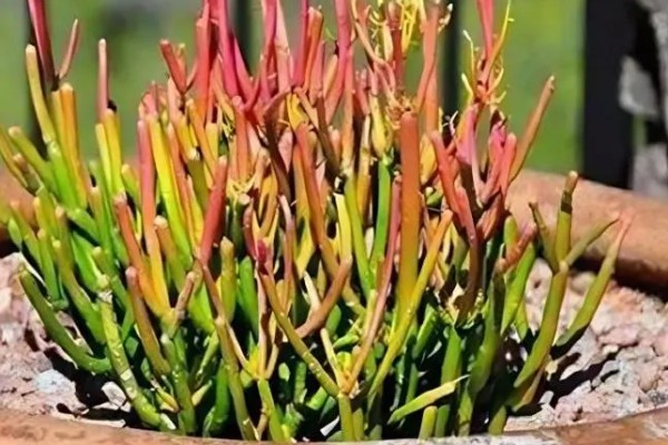 光棍树的修剪方法，春季要抹除多余的嫩芽