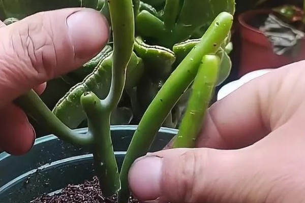 光棍树的修剪方法，春季要抹除多余的嫩芽