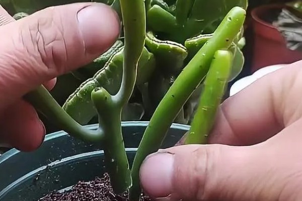 光棍树的修剪方法，春季要抹除多余的嫩芽