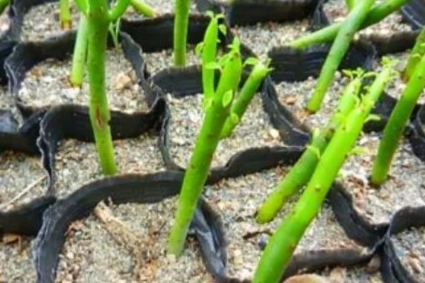 光棍树的修剪方法，春季要抹除多余的嫩芽