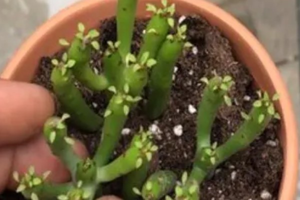 光棍树的修剪方法，春季要抹除多余的嫩芽