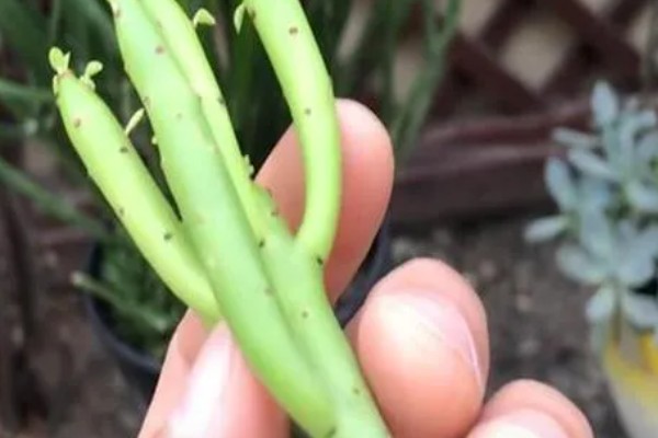 光棍树的修剪方法，春季要抹除多余的嫩芽