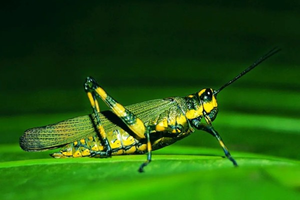 蝗虫的器官介绍，胸部属于蝗虫的运动中心