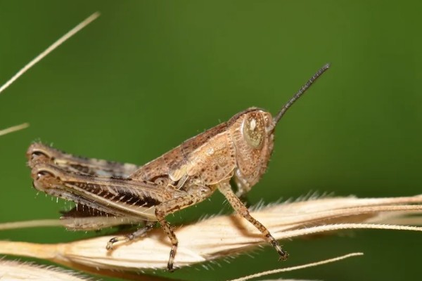 蝗虫的器官介绍，胸部属于蝗虫的运动中心