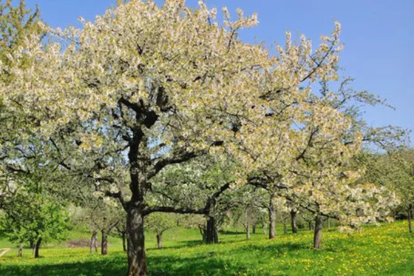 果树二次开花有哪些寓意，代表心中所想会迎来第二次转机