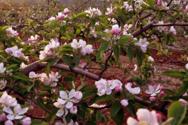 果树二次开花有哪些寓意，代表心中所想会迎来第二次转机
