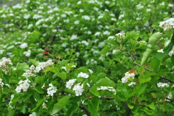 果树二次开花有哪些寓意，代表心中所想会迎来第二次转机