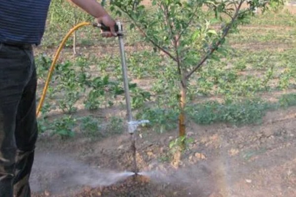 果树二次开花有哪些寓意，代表心中所想会迎来第二次转机