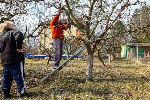 果树二次开花有哪些寓意，代表心中所想会迎来第二次转机