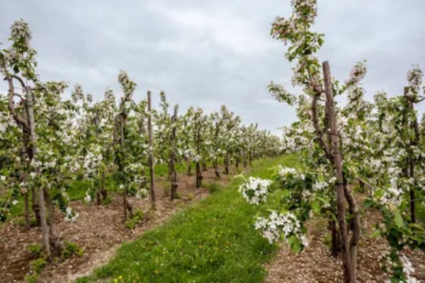 果树二次开花有哪些寓意，代表心中所想会迎来第二次转机