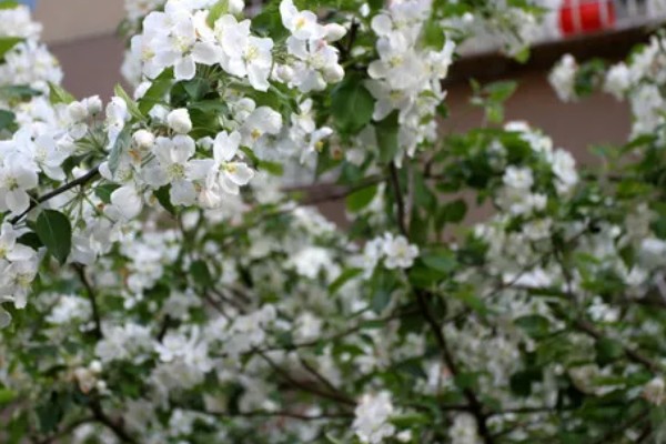 果树二次开花有哪些寓意，代表心中所想会迎来第二次转机