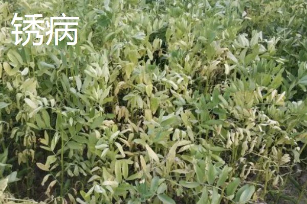 蚕豆适合在什么土壤中种植，以富含有机质和排水性较好的沙壤土为宜