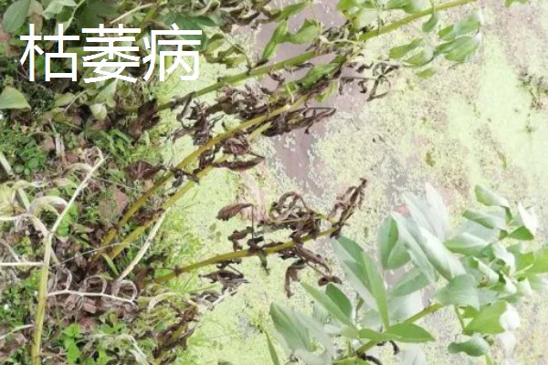 蚕豆适合在什么土壤中种植，以富含有机质和排水性较好的沙壤土为宜