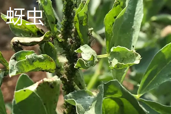 蚕豆适合在什么土壤中种植，以富含有机质和排水性较好的沙壤土为宜