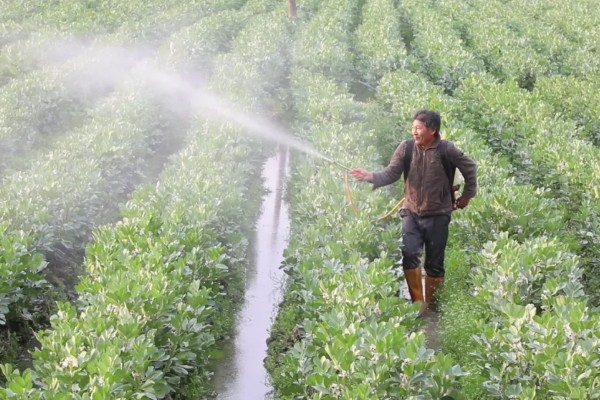 蚕豆适合在什么土壤中种植，以富含有机质和排水性较好的沙壤土为宜