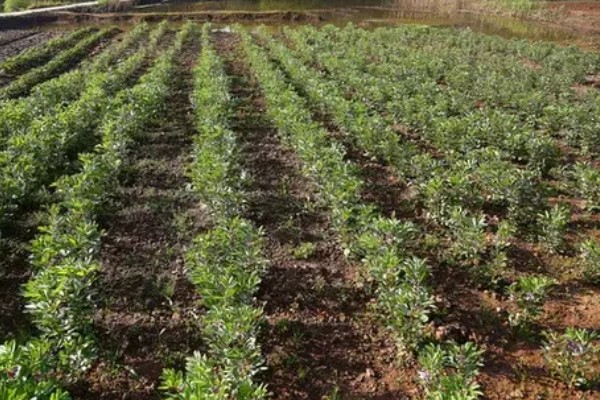蚕豆适合在什么土壤中种植，以富含有机质和排水性较好的沙壤土为宜
