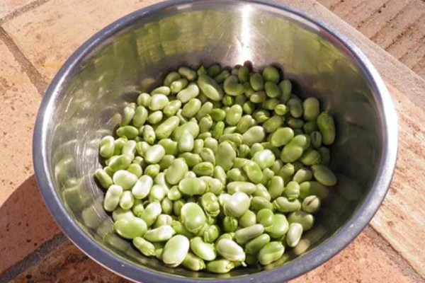 蚕豆适合在什么土壤中种植，以富含有机质和排水性较好的沙壤土为宜