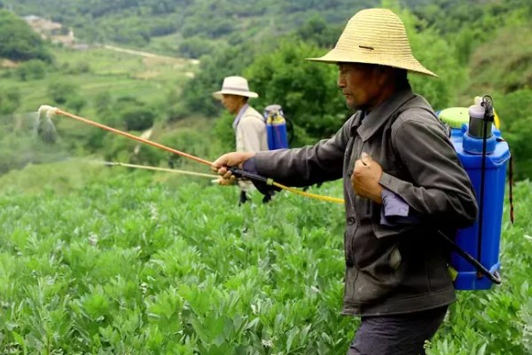 蚕豆适合在什么土壤中种植，以富含有机质和排水性较好的沙壤土为宜