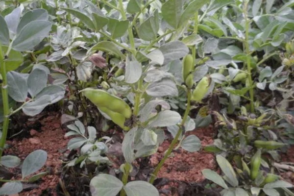 蚕豆适合在什么土壤中种植，以富含有机质和排水性较好的沙壤土为宜