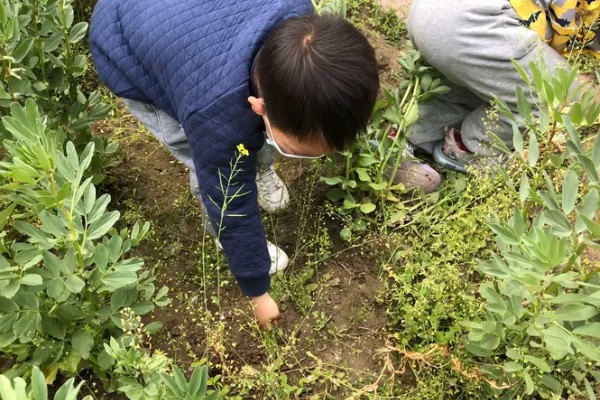 蚕豆适合在什么土壤中种植，以富含有机质和排水性较好的沙壤土为宜