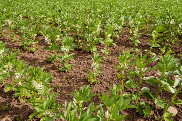 蚕豆适合在什么土壤中种植，以富含有机质和排水性较好的沙壤土为宜