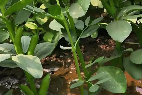 蚕豆适合在什么土壤中种植，以富含有机质和排水性较好的沙壤土为宜