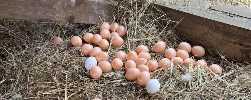 母鸡下蛋要不要公鸡，没有公鸡也能产下无精蛋