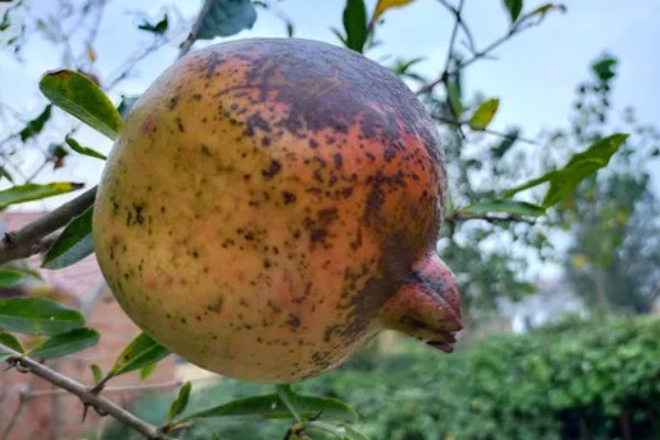 石榴麻皮病怎么防治，发芽前喷洒石硫合剂