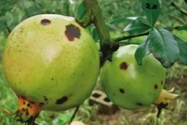 石榴麻皮病怎么防治，发芽前喷洒石硫合剂