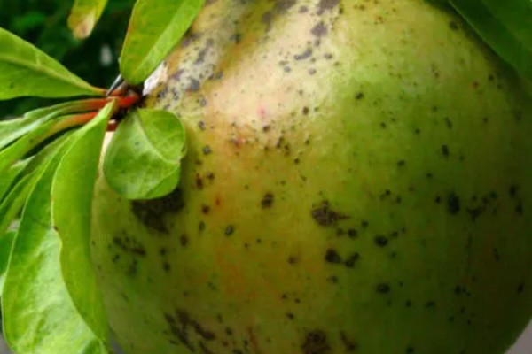 石榴麻皮病怎么防治，发芽前喷洒石硫合剂