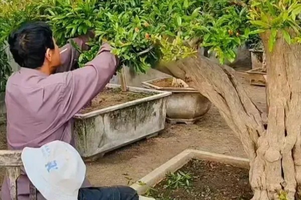 石榴麻皮病怎么防治，发芽前喷洒石硫合剂