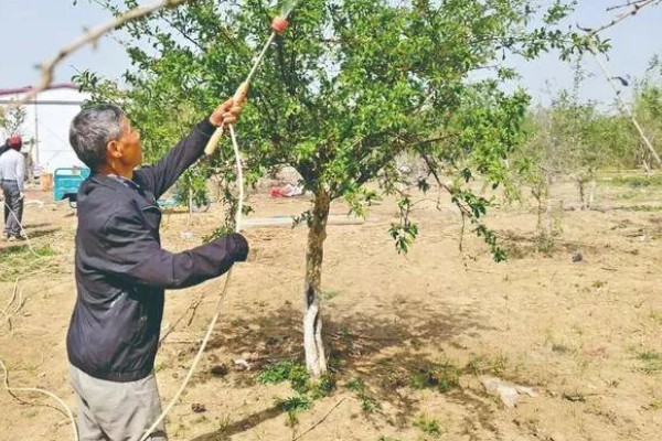 石榴麻皮病怎么防治，发芽前喷洒石硫合剂