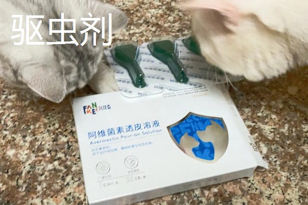 养猫所需用品,猫砂、猫砂盆、猫碗都会用到