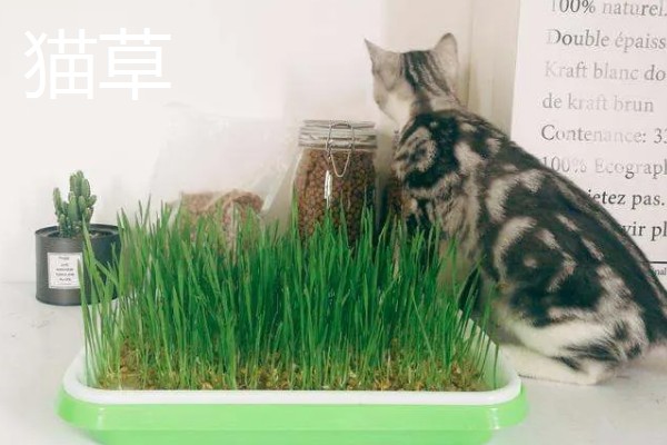 养猫所需用品,猫砂、猫砂盆、猫碗都会用到