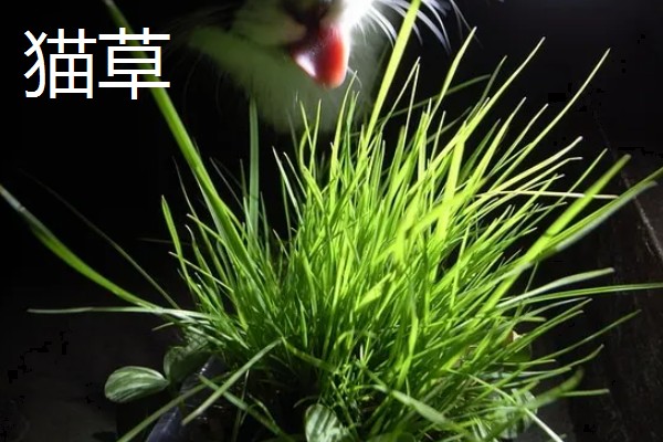 养猫所需用品,猫砂、猫砂盆、猫碗都会用到