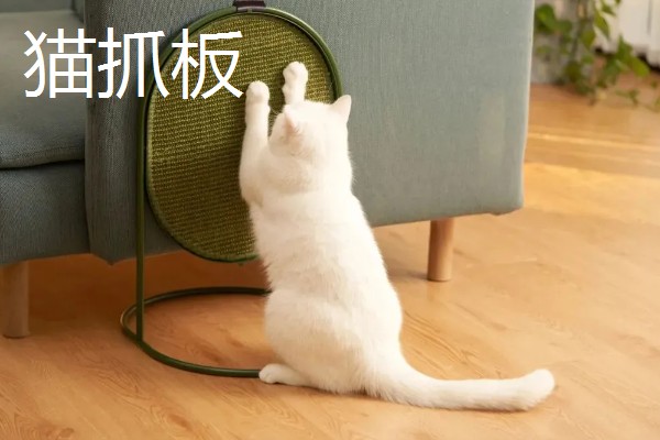 养猫所需用品,猫砂、猫砂盆、猫碗都会用到