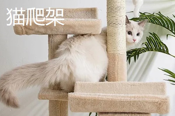 养猫所需用品,猫砂、猫砂盆、猫碗都会用到