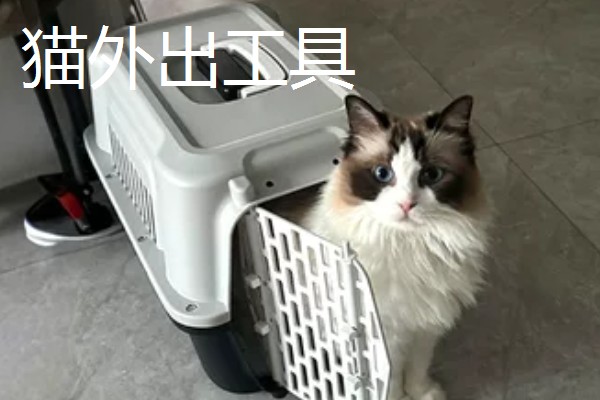 养猫所需用品,猫砂、猫砂盆、猫碗都会用到