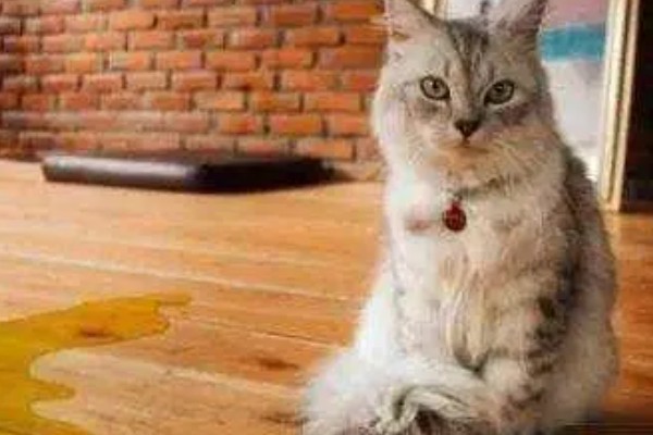 养猫所需用品,猫砂、猫砂盆、猫碗都会用到