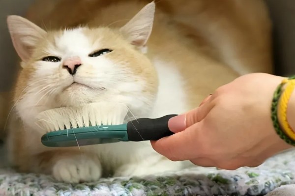 养猫所需用品,猫砂、猫砂盆、猫碗都会用到